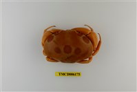 藏品(紅斑瓢蟹)的圖片